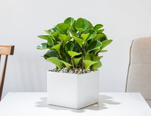 A baby rubber plant (peperomia) planted in a white pot on a table