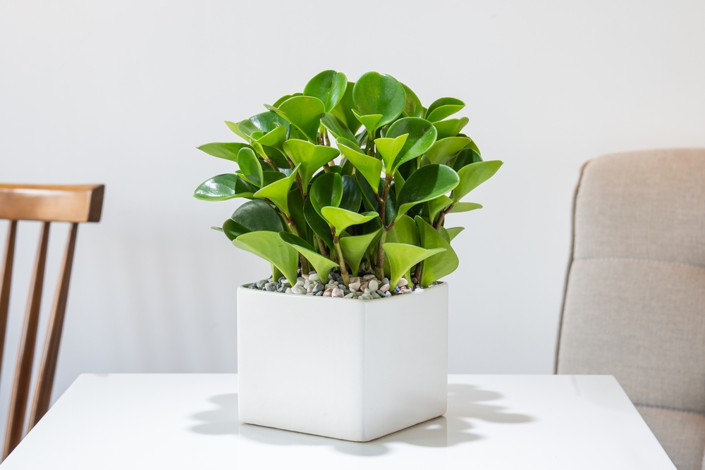 A baby rubber plant (peperomia) planted in a white pot on a table