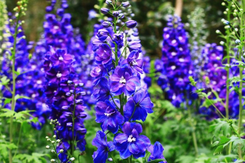 Violet larkspur/delphinium flowers growing outside