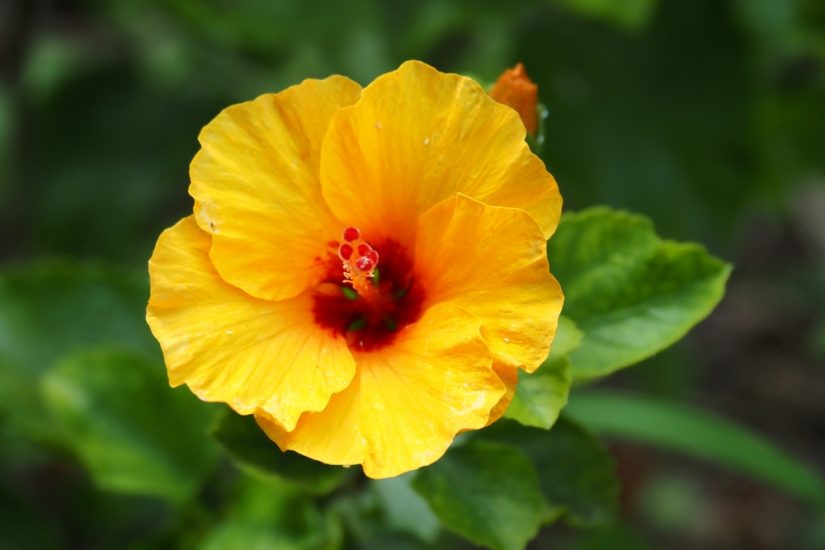 Close-up of a yellow hibiscus flower growing outside