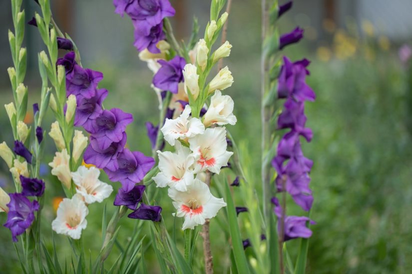 White and purple gladiolus flowers growing outside.