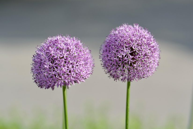 Purple allium flowers growing outside