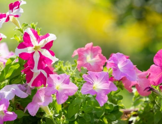 Colorful petunias growing in a bright garden.