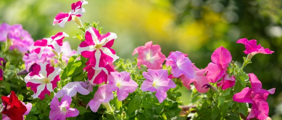 Colorful petunias growing in a bright garden.