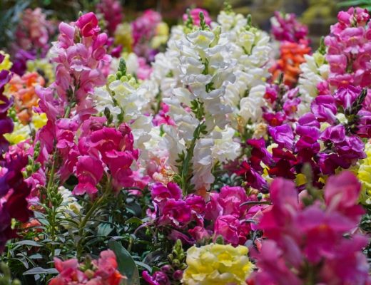 A colorful field of snapdragon flowers