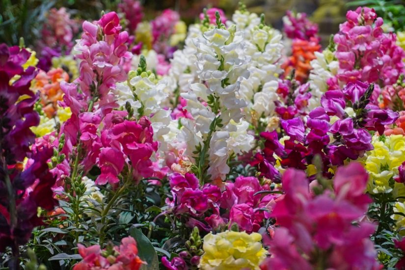 A colorful field of snapdragon flowers