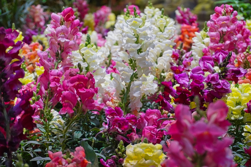 A colorful field of snapdragon flowers
