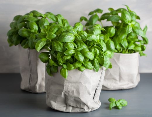 Three basil plants in canvas bag pots.