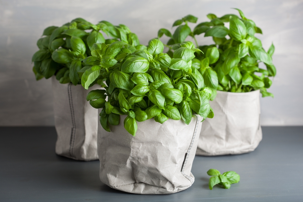Three basil plants in canvas bag pots.
