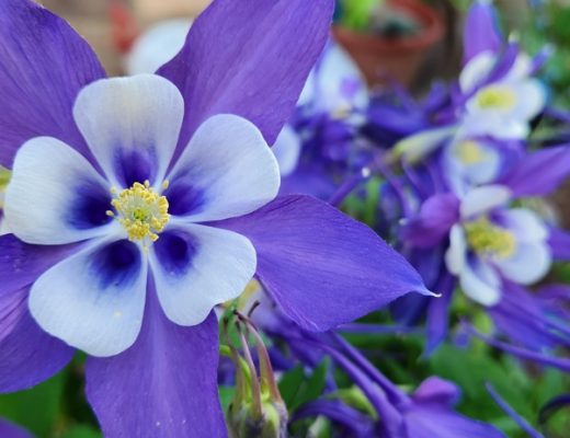 Close-up of a purple columbine flower growing outside