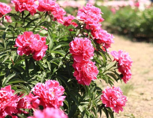 A bush of pink peony flowers growing outside
