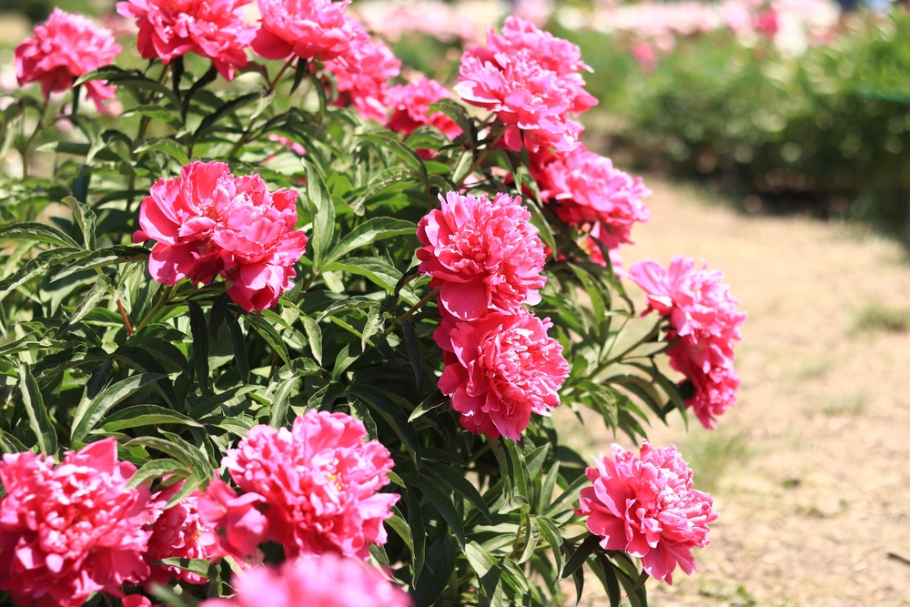 A bush of pink peony flowers growing outside