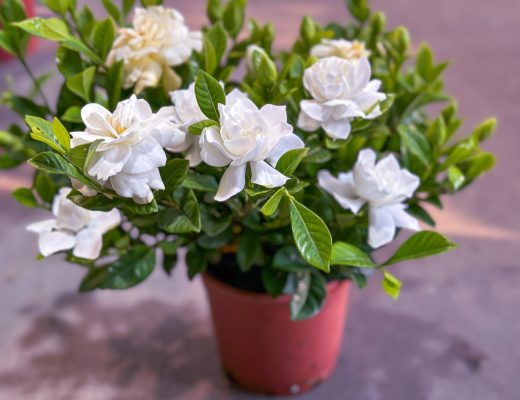 A potted gardenia plant with white flowers blooming
