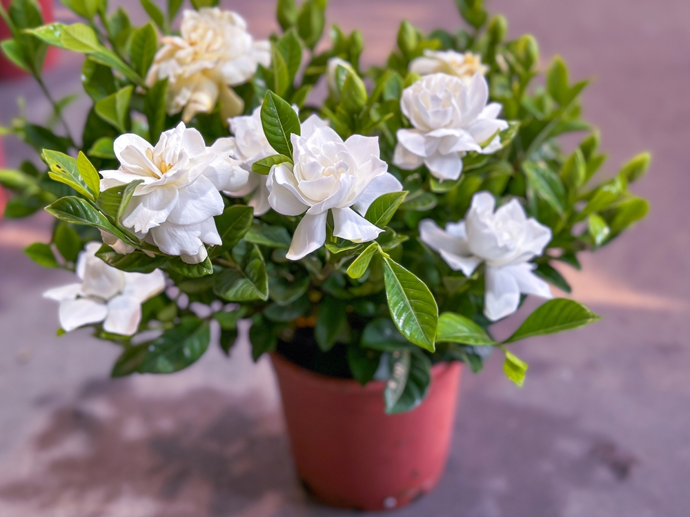 A potted gardenia plant with white flowers blooming