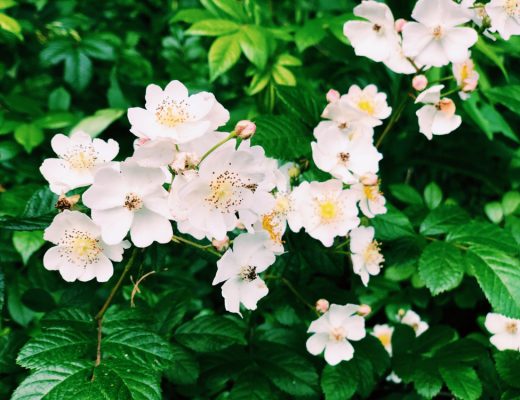A bush of white Cherokee roses growing outside