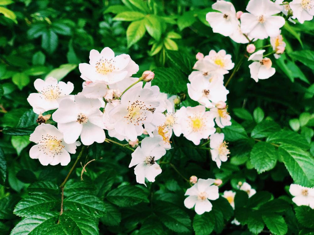 A bush of white Cherokee roses growing outside