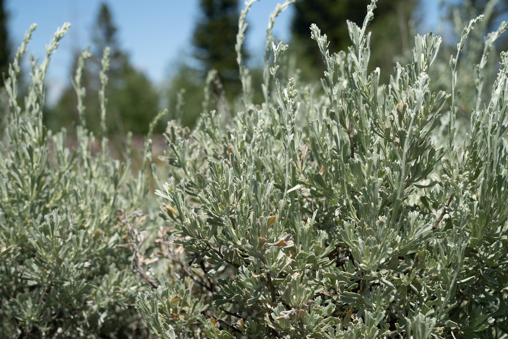 Big sagebrush bushes growing outside