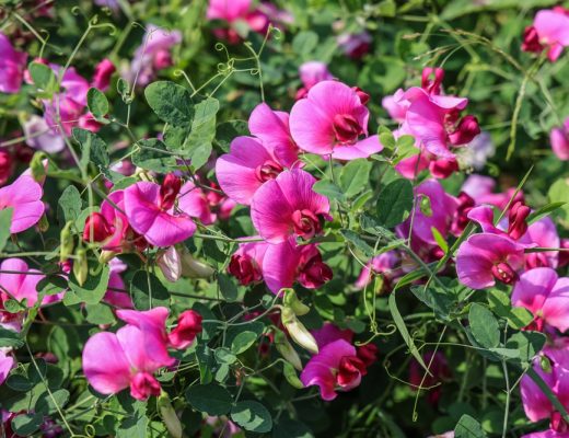 Pink sweet pea flowers growing outside.