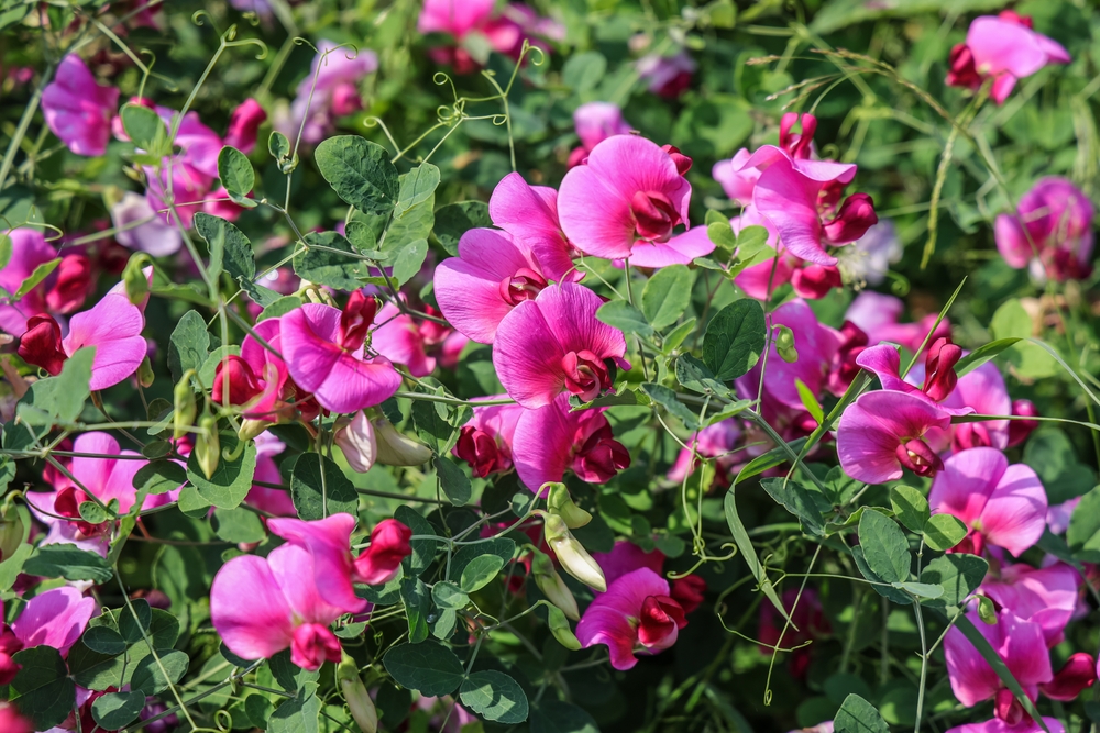 Pink sweet pea flowers growing outside.