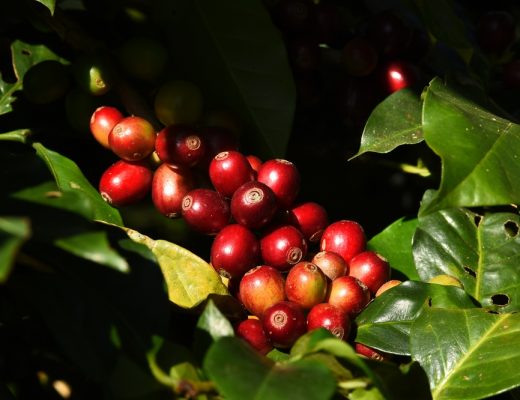 Close-up of coffee plant beans ripening.