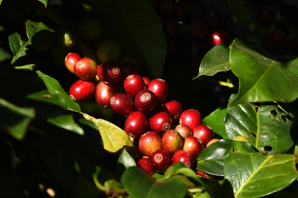 Close-up of coffee plant beans ripening.