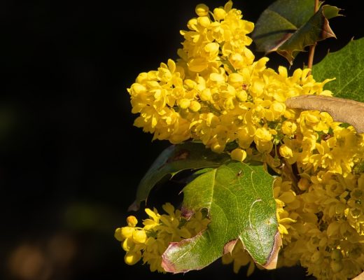 Yellow Oregon Grape blossoms growing outside.