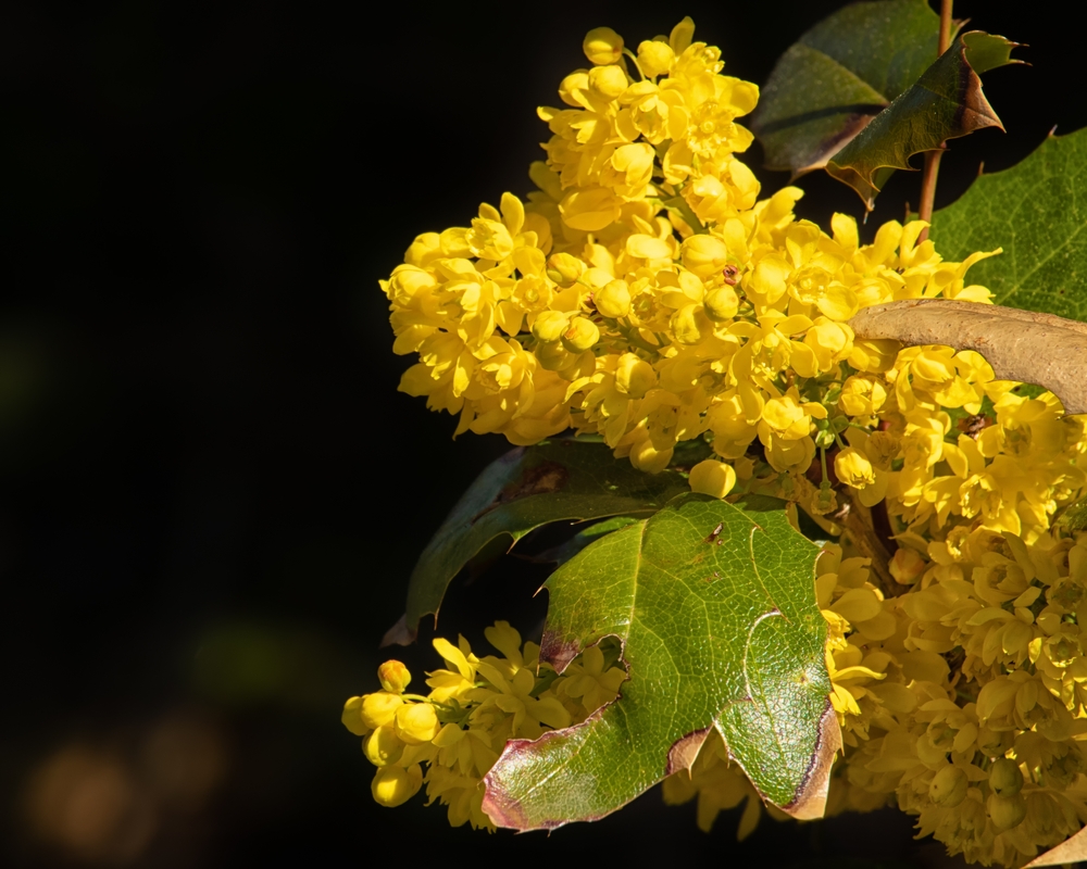 Yellow Oregon Grape blossoms growing outside.