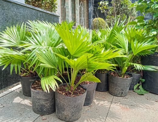 Potted Chinese fan palm plants on a sidewalk.