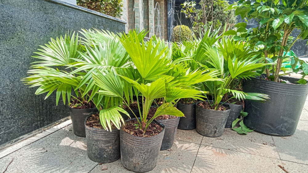 Potted Chinese fan palm plants on a sidewalk.