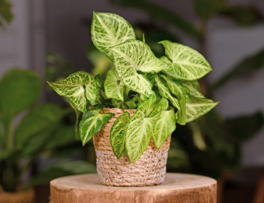 An arrowhead plant in a pot.