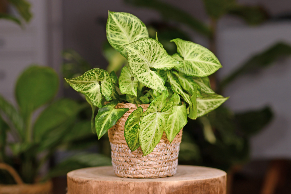 An arrowhead plant in a pot.