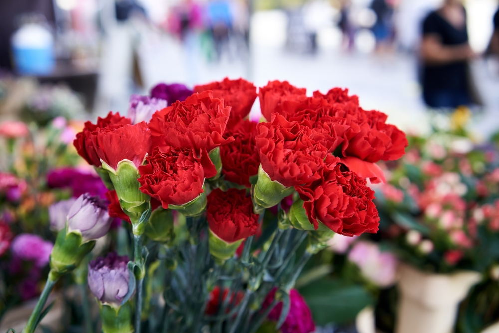 An arrangement of bright red carnations.