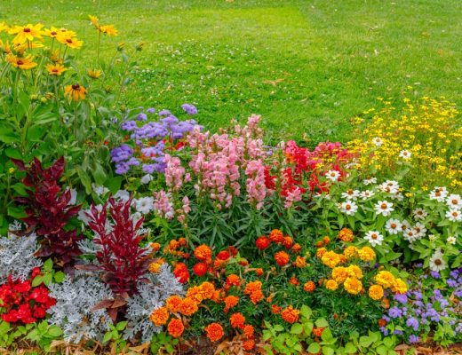 A garden bed full of various colorful flowers