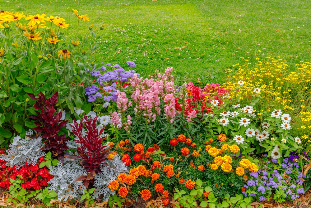 A garden bed full of various colorful flowers