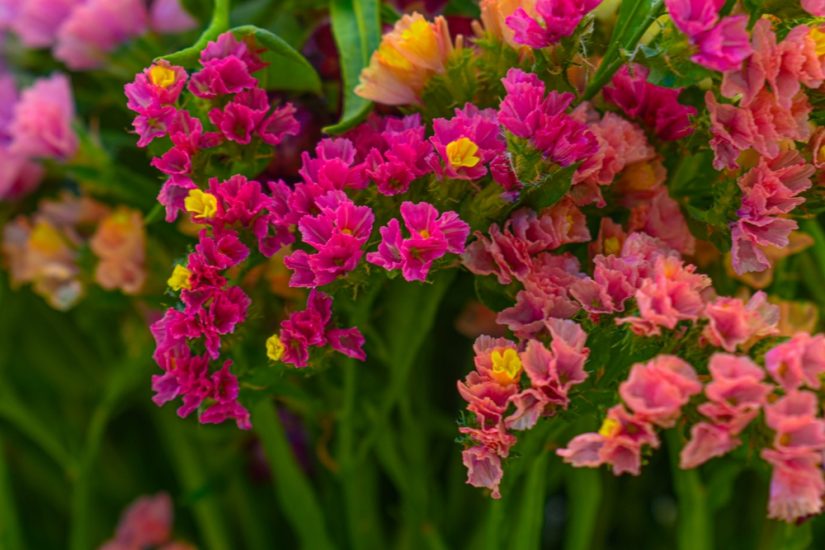 Mixed colored statice flowers growing outside.