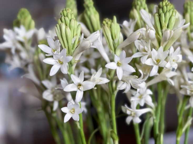White tuberose flowers growing outside.