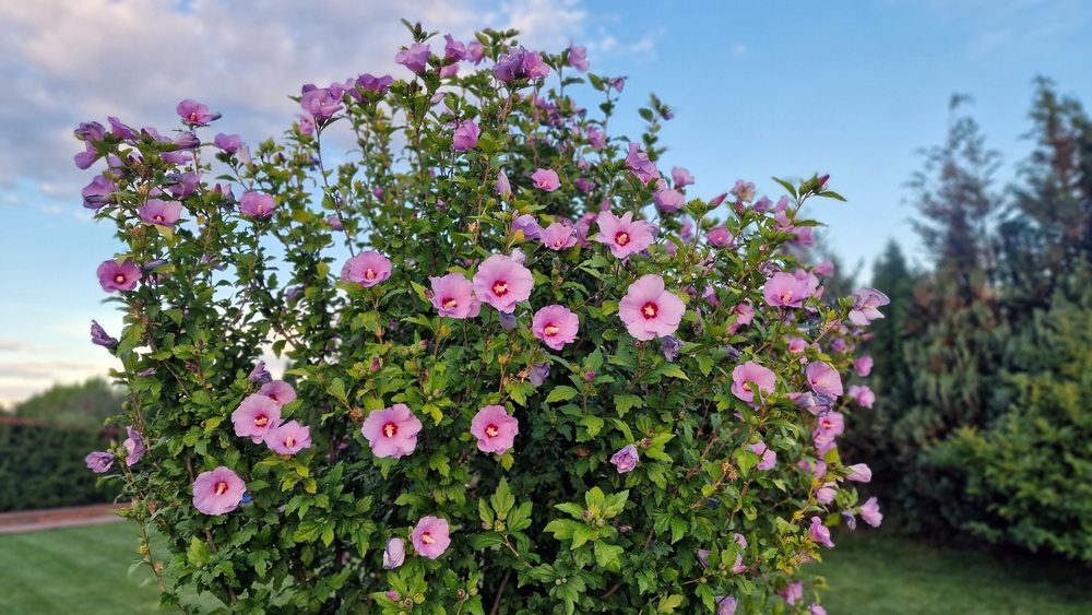 Pink hibiscus flowers growing on a green shrub.