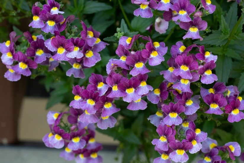 Violet nemesia flowers growing outside.