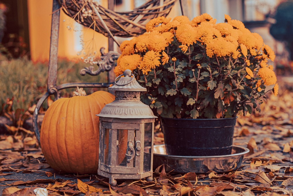 A fall image with fallen leaves, a lantern, a pumpkin, and potted marigold flowers.