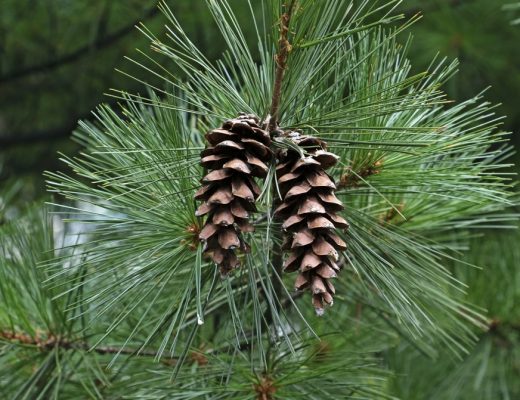 White pine tree with pine cones growing on its branches.