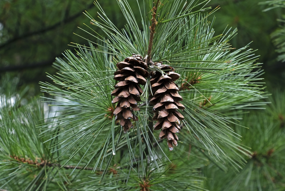 White pine tree with pine cones growing on its branches.
