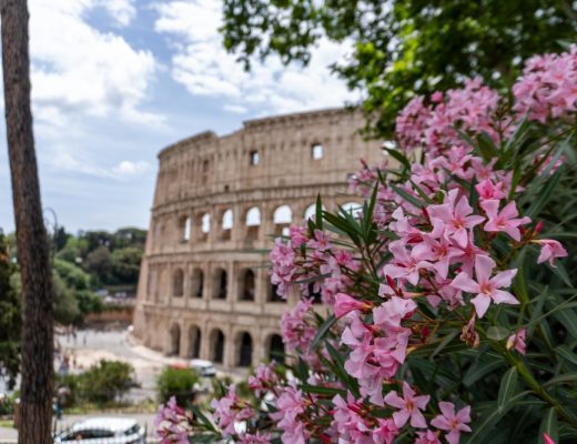 A view of the Roman Colosseum with bright pink flowers in the foreground.