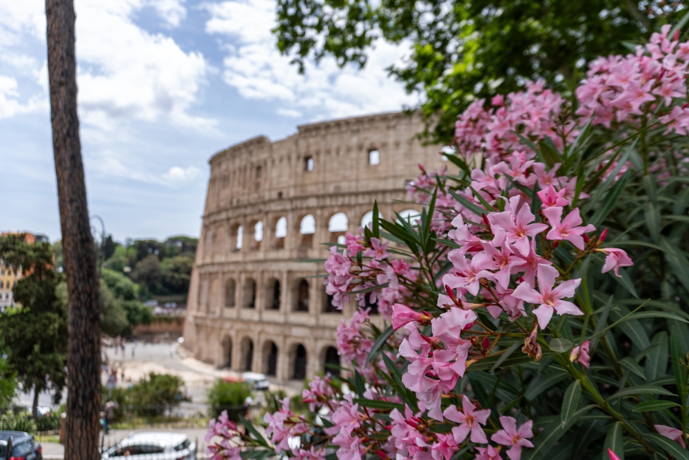 A view of the Roman Colosseum with bright pink flowers in the foreground.