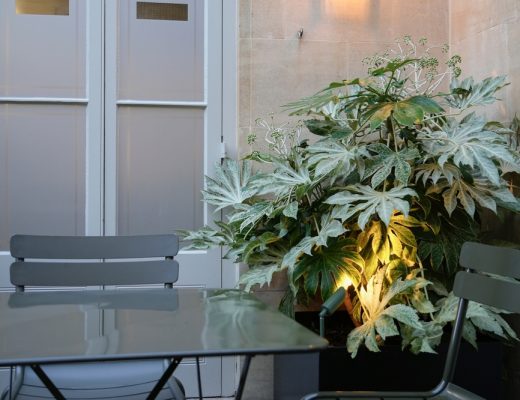 A potted fatsia japonica plant outside near a table and window.