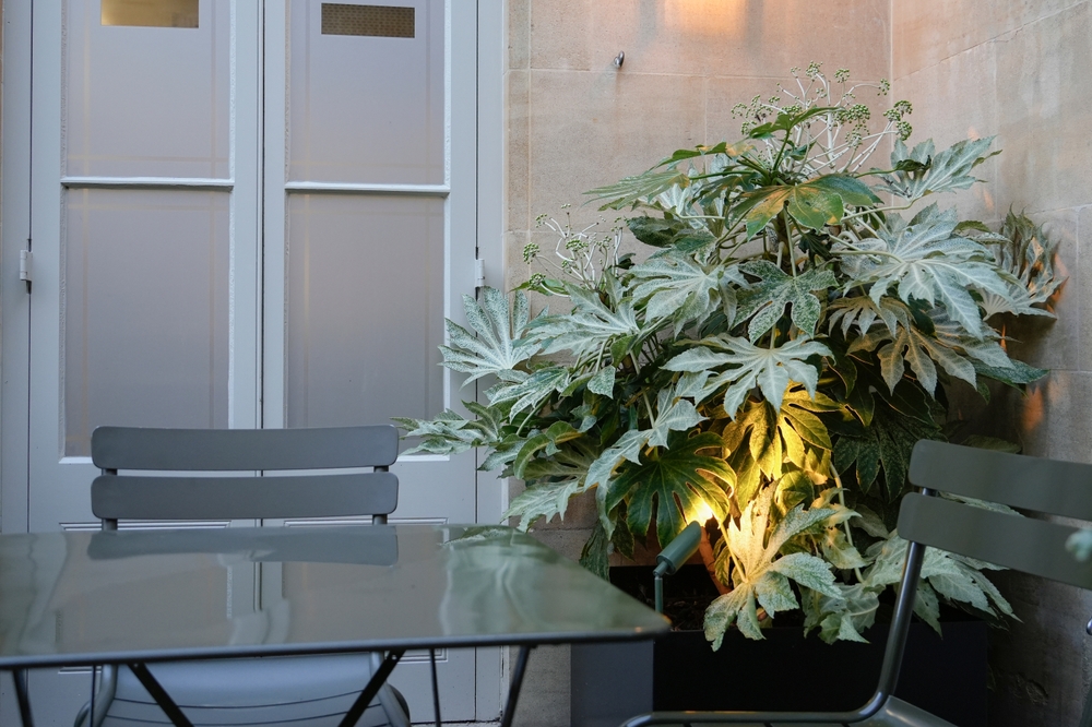 A potted fatsia japonica plant outside near a table and window.