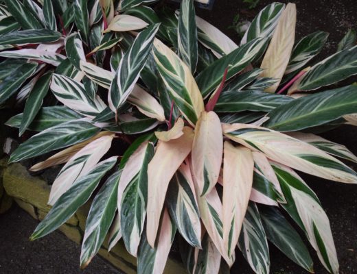Close-up of a stromanthe plant with many bright leaves