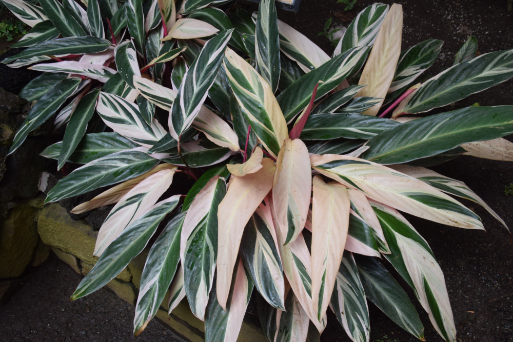Close-up of a stromanthe plant with many bright leaves
