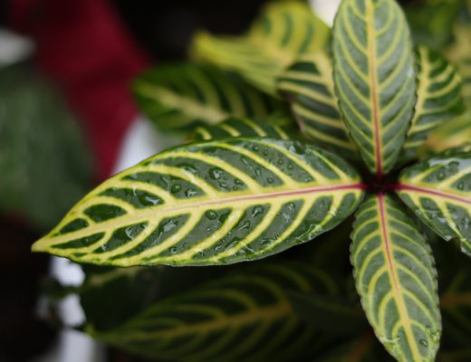Close-up of a striped zebra plant leaf with water drops on it.