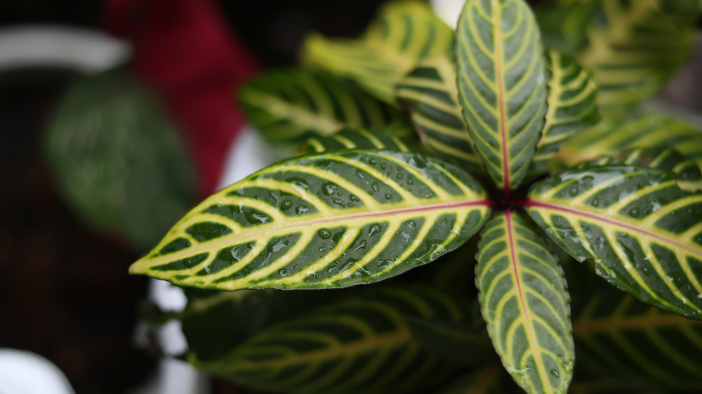 Close-up of a striped zebra plant leaf with water drops on it.