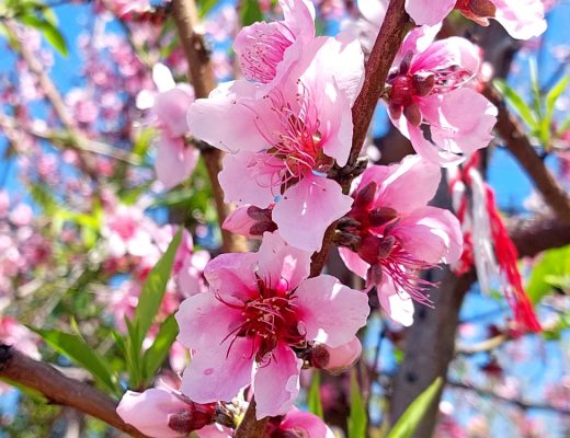 Bright pink peach blossoms growing on a tree branch